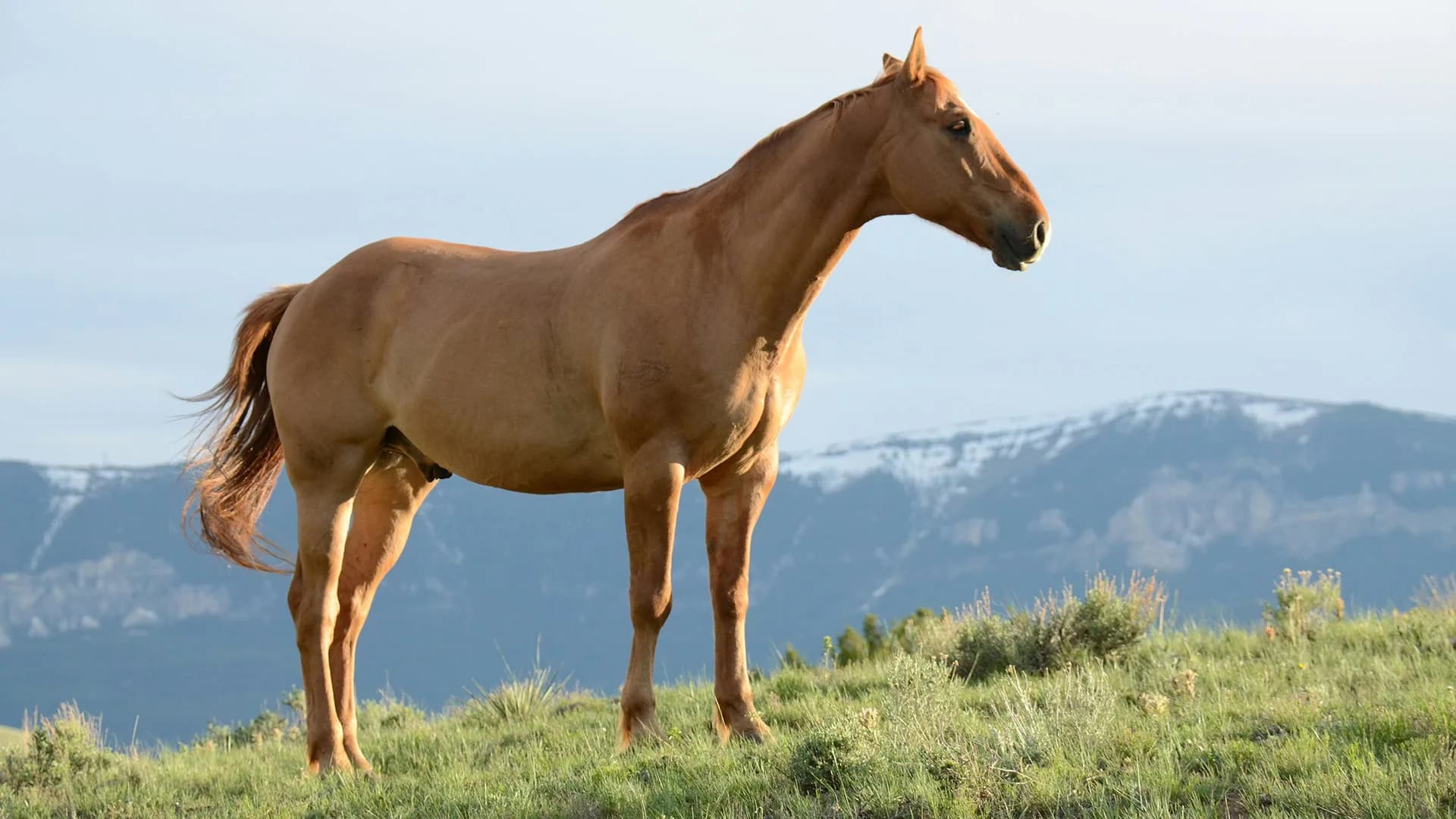 Suusamyr Highlands Ride