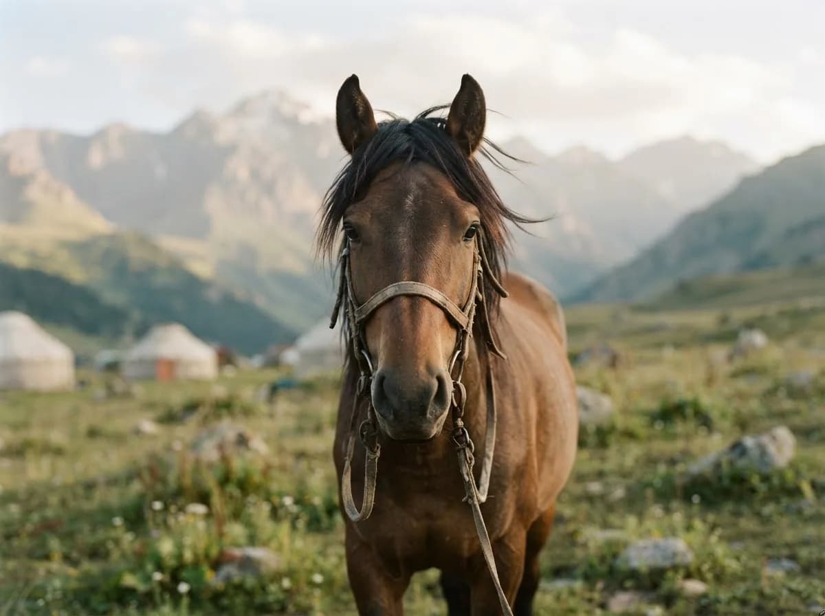 A bay horse in a bridle facing the camera, a yurt camp behind it
